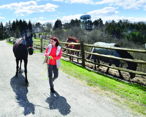 HORSING AROUND AT OGLEBAY STABLE News, Sports, Jobs The Intelligencer